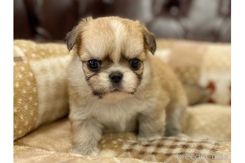 成約済の香川県のミックス犬-228800の1枚目