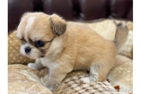成約済の香川県のミックス犬-228800の3枚目