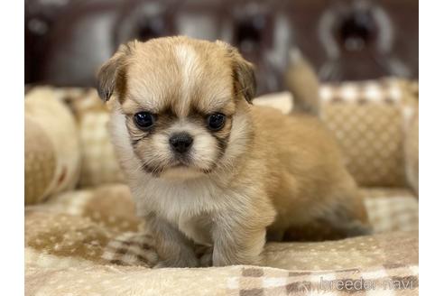 成約済の香川県のミックス犬-228800の4枚目