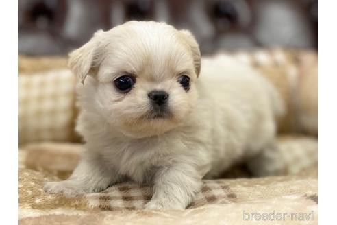 成約済の香川県のミックス犬-228802の3枚目