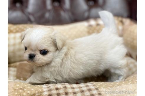 成約済の香川県のミックス犬-228802の4枚目