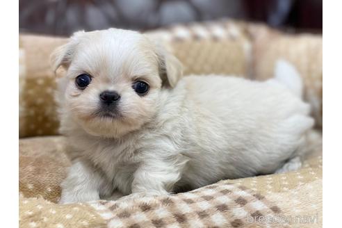 成約済の香川県のミックス犬-228802の2枚目