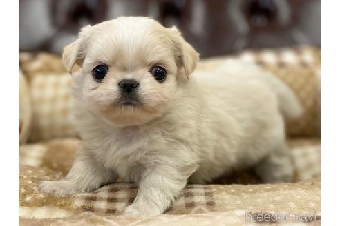 成約済の香川県のミックス犬-228802の1枚目