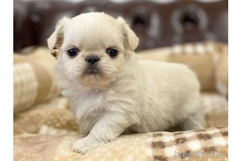 成約済の香川県のミックス犬-228803の4枚目