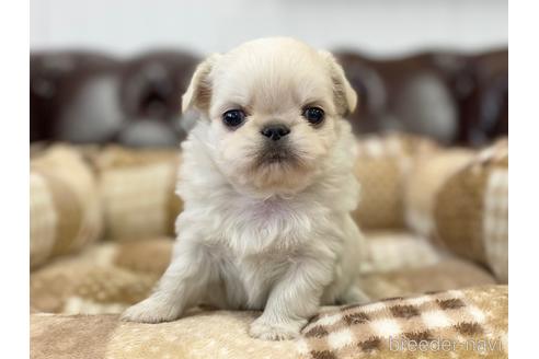 成約済の香川県のミックス犬-228803の1枚目