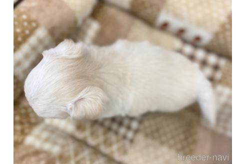 成約済の香川県のミックス犬-228803の2枚目