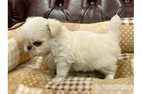 成約済の香川県のミックス犬-228803の3枚目