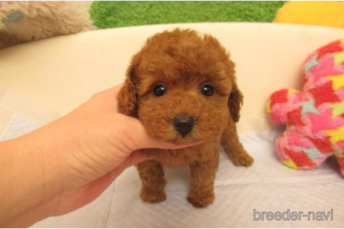 成約済の大阪府のトイプードル-228830の2枚目