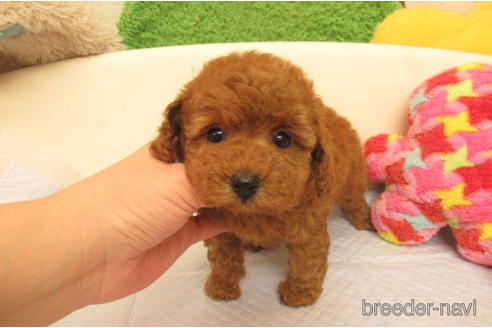 成約済の大阪府のトイプードル-228830の1枚目