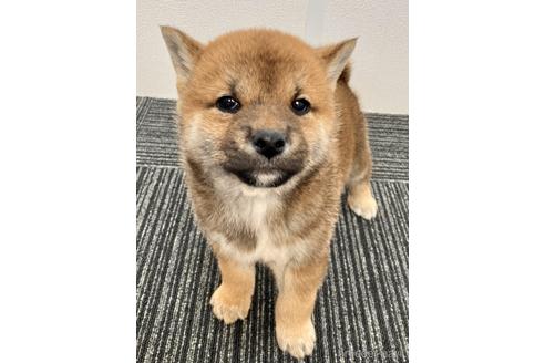 成約済の福井県の柴犬-226237の4枚目