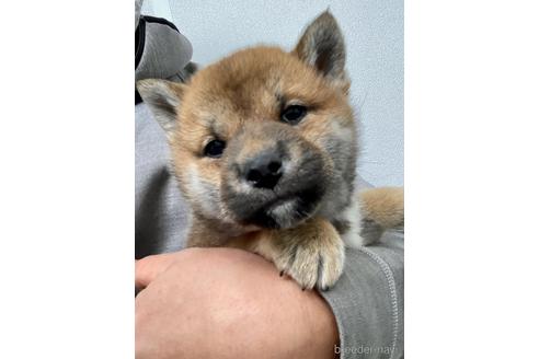 成約済の福井県の柴犬-226237の2枚目