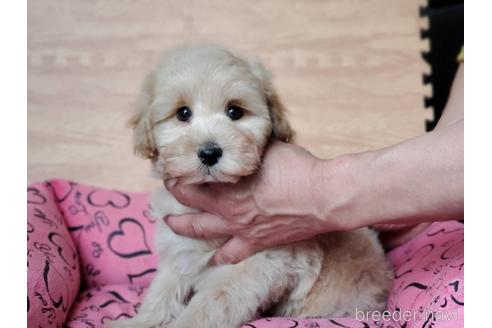 成約済の愛知県のミックス犬-222765の7枚目