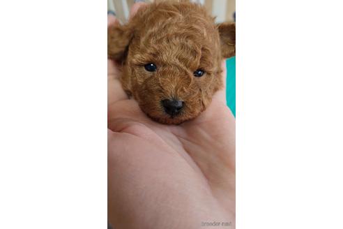 販売中の栃木県のトイプードル-228935の3枚目