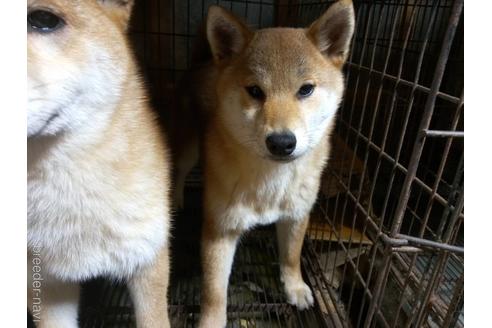 成約済の岐阜県の柴犬-205806の2枚目