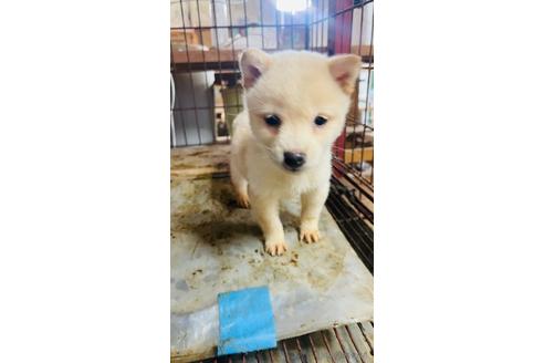 成約済の茨城県の豆柴-228954の1枚目