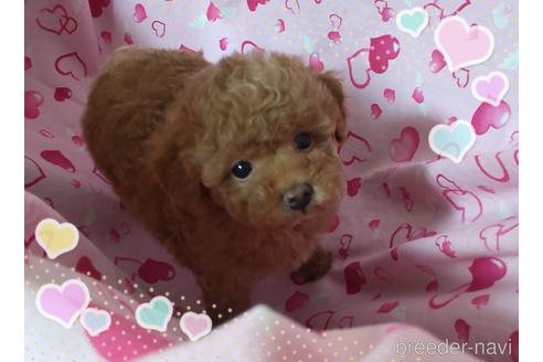 成約済の静岡県のタイニープードル-228985の5枚目