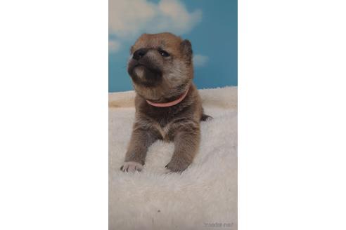 成約済の埼玉県の柴犬-228987の4枚目