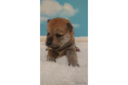 成約済の埼玉県の柴犬-228987の3枚目