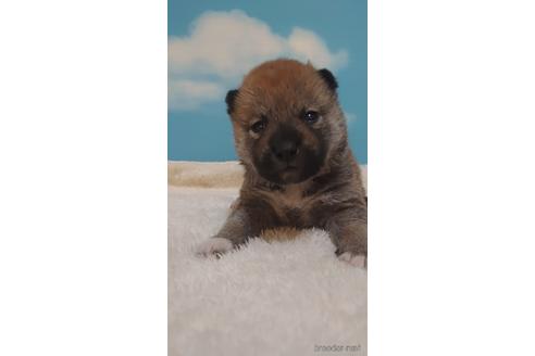 成約済の埼玉県の柴犬-228988の3枚目