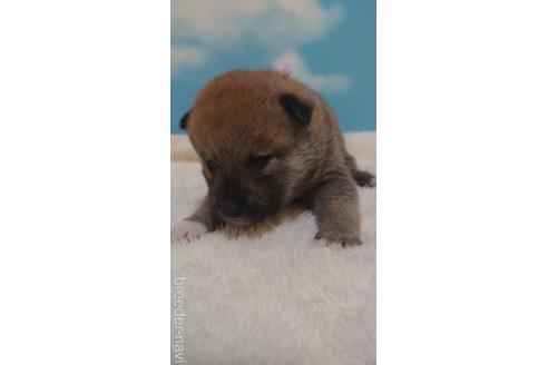 成約済の埼玉県の柴犬-228988の2枚目