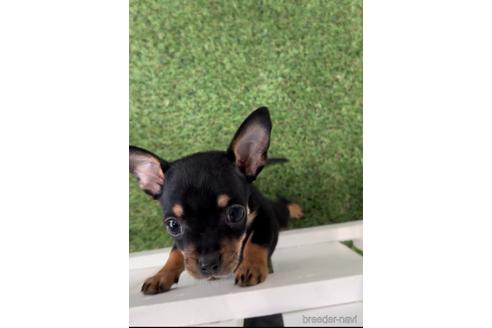 成約済の福岡県のミックス犬-220865の4枚目