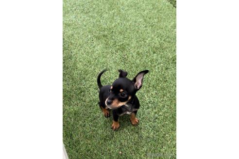 成約済の福岡県のミックス犬-220882の5枚目