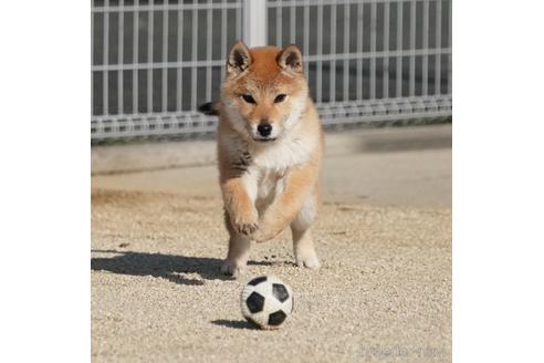 成約済の愛媛県の柴犬-229037