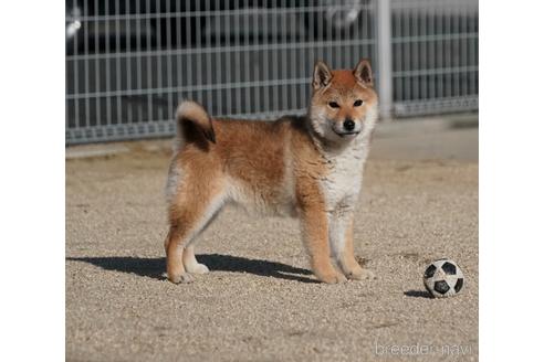 成約済の愛媛県の柴犬-229037の2枚目