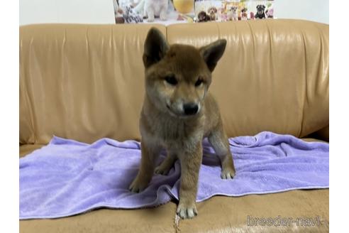 成約済の栃木県の柴犬-229038の3枚目