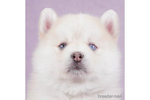 成約済の千葉県のミックス犬-229051の2枚目
