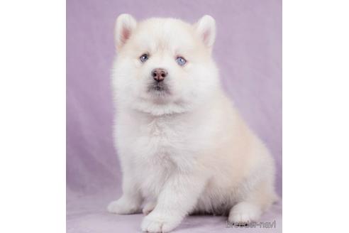 成約済の千葉県のミックス犬-229051の1枚目