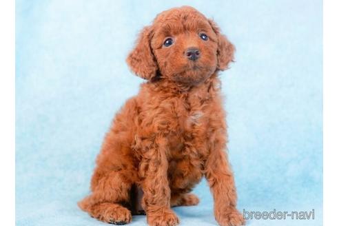 成約済の千葉県のトイプードル-229056の2枚目