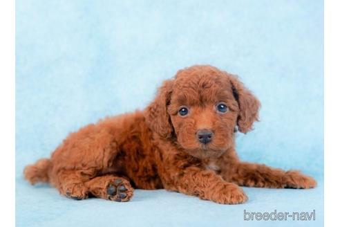 成約済の千葉県のトイプードル-229056の4枚目