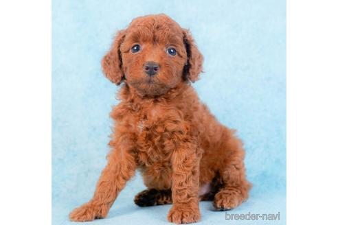 成約済の千葉県のトイプードル-229056の3枚目