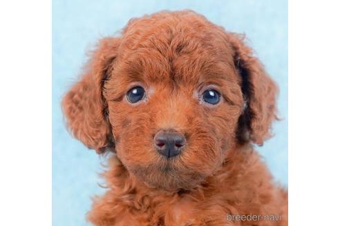 成約済の千葉県のトイプードル-229056の1枚目