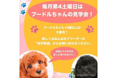 成約済の千葉県のトイプードル-229057の2枚目