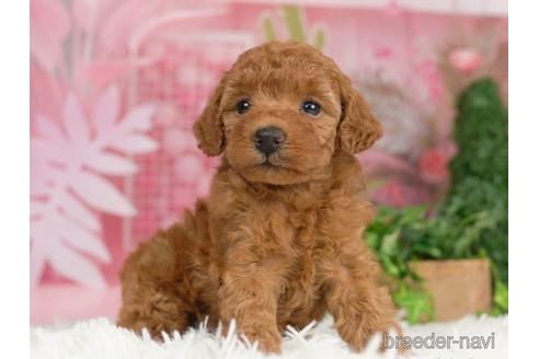 成約済の千葉県のトイプードル-229057の3枚目