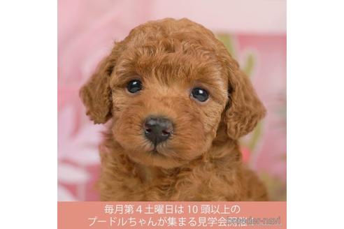 成約済の千葉県のトイプードル-229057の1枚目