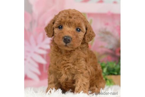 成約済の千葉県のトイプードル-229057の4枚目