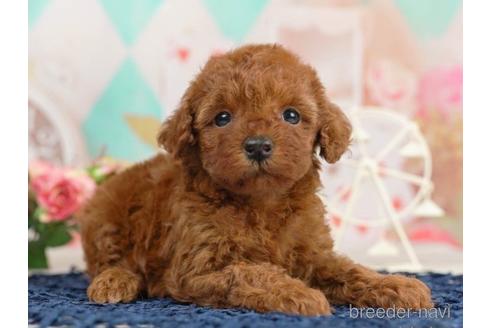 成約済の千葉県のトイプードル-229058の4枚目