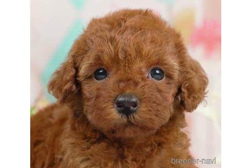 成約済の千葉県のトイプードル-229058の1枚目