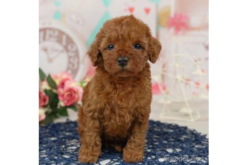 成約済の千葉県のトイプードル-229058の3枚目