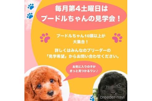 成約済の千葉県のトイプードル-229058の5枚目