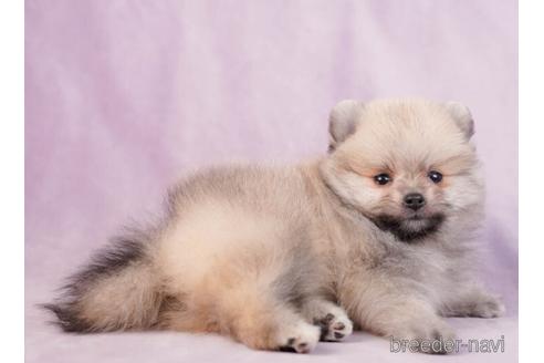 成約済の東京都のポメラニアン-229062の5枚目