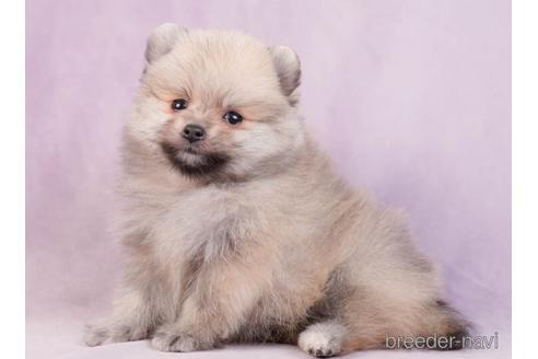 成約済の東京都のポメラニアン-229062の2枚目