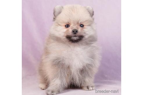 成約済の東京都のポメラニアン-229062の1枚目