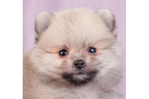 成約済の東京都のポメラニアン-229062の3枚目