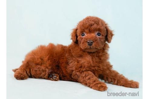 成約済の東京都のトイプードル-229063の2枚目