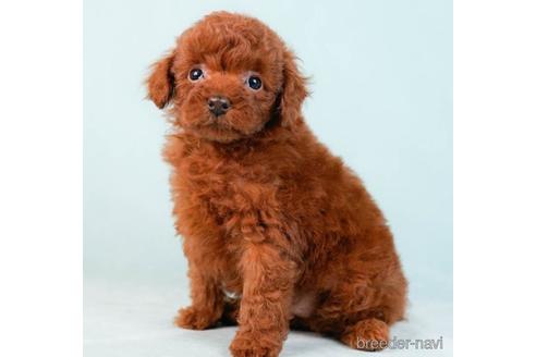 成約済の東京都のトイプードル-229063の3枚目