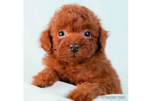 成約済の東京都のトイプードル-229063の1枚目